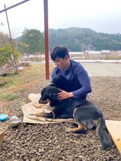 実家の犬の写真