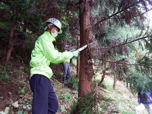 JAE Group Forest